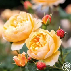 Heirloom Roses Roald Dahl Sale