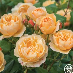 Heirloom Roses Roald Dahl Sale