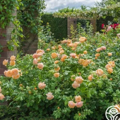 Heirloom Roses Roald Dahl Sale