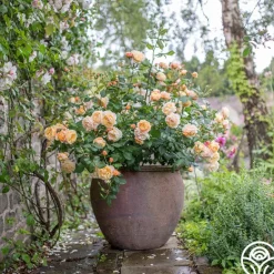 Heirloom Roses Roald Dahl Sale