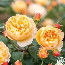 Heirloom Roses Roald Dahl Sale