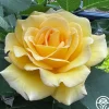 Heirloom Roses Robert Bruce Clearance
