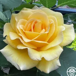 Heirloom Roses Robert Bruce Clearance