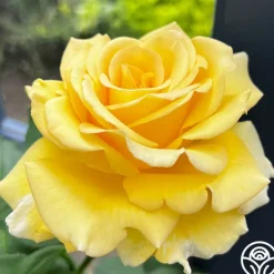 Heirloom Roses Robert Bruce Clearance
