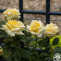 Heirloom Roses Robert Bruce Clearance