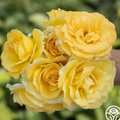 Heirloom Roses Robert Bruce Clearance