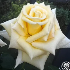 Heirloom Roses Robert Bruce Clearance