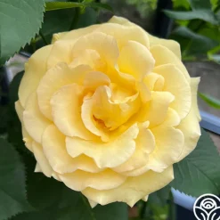 Heirloom Roses Robert Bruce Clearance