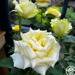 Heirloom Roses Robert Bruce Clearance