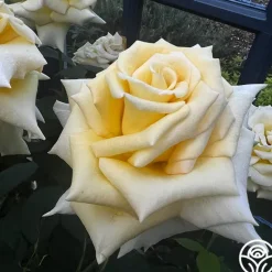 Heirloom Roses Robert Bruce Clearance