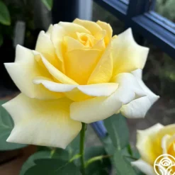 Heirloom Roses Robert Bruce Clearance