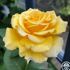 Heirloom Roses Robert Bruce Clearance