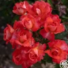 Heirloom Roses Robert Clements™ Sale
