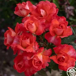 Heirloom Roses Robert Clements™ Sale