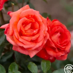 Heirloom Roses Robert Clements™ Sale