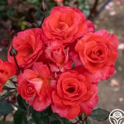 Heirloom Roses Robert Clements™ Sale