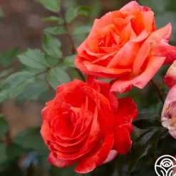 Heirloom Roses Robert Clements™ Sale