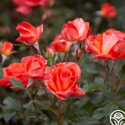 Heirloom Roses Robert Clements™ Sale