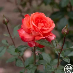 Heirloom Roses Robert Clements™ Sale