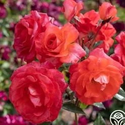 Heirloom Roses Robert Clements™ Sale