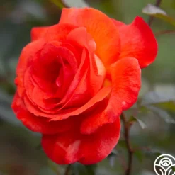 Heirloom Roses Robert Clements™ Sale