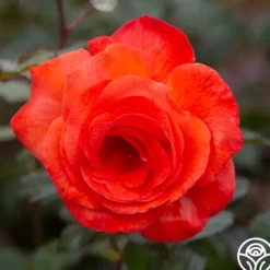 Heirloom Roses Robert Clements™ Sale