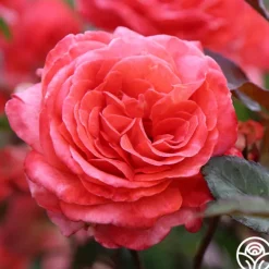 Heirloom Roses Robert Clements™ Sale