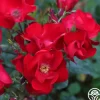 Heirloom Roses Robusta