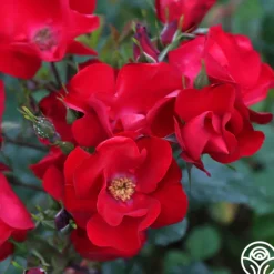 Heirloom Roses Robusta