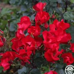 Heirloom Roses Robusta
