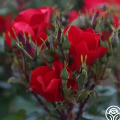 Heirloom Roses Robusta