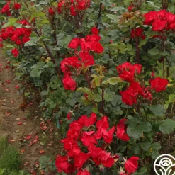 Heirloom Roses Robusta
