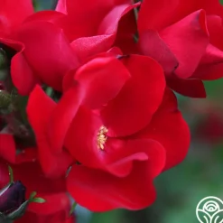 Heirloom Roses Robusta
