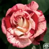 Heirloom Roses Rock & Roll™ Hot