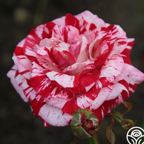 Heirloom Roses Rock & Roll™ Hot