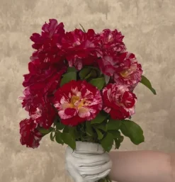 Heirloom Roses Rock & Roll™ Hot