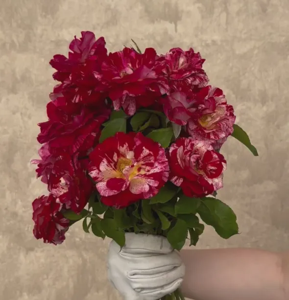 Heirloom Roses Rock & Roll™ Hot