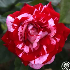 Heirloom Roses Rock & Roll™ Hot