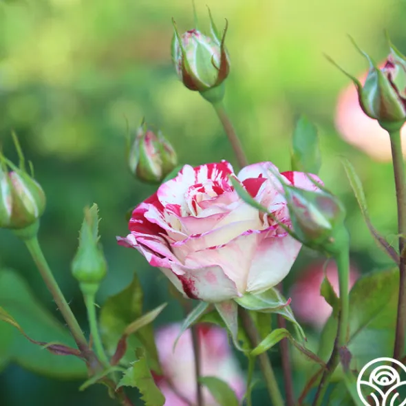 Heirloom Roses Rock & Roll™ Hot