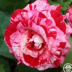 Heirloom Roses Rock & Roll™ Hot