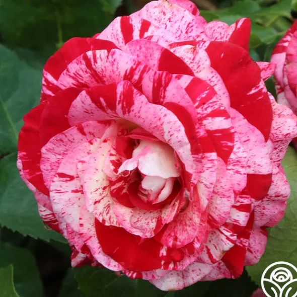 Heirloom Roses Rock & Roll™ Hot