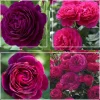Heirloom Roses Romantic Bouquet Collection Best