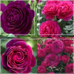 Heirloom Roses Romantic Bouquet Collection Best