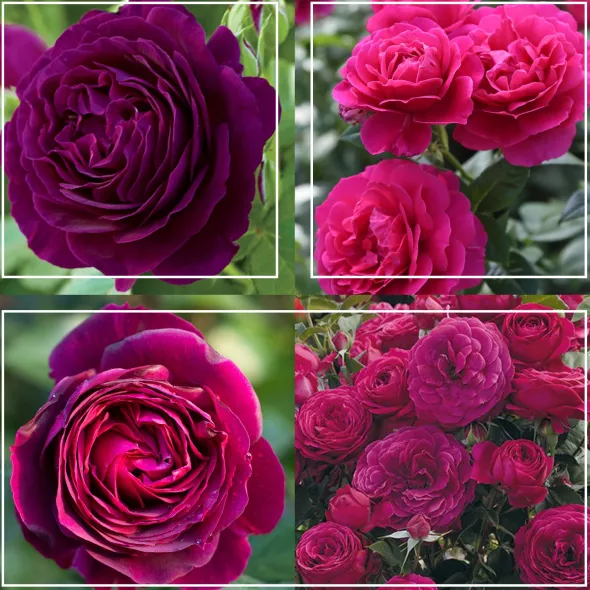 Heirloom Roses Romantic Bouquet Collection Best
