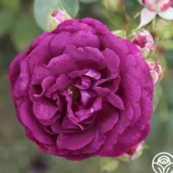 Heirloom Roses Romantic Bouquet Collection Best