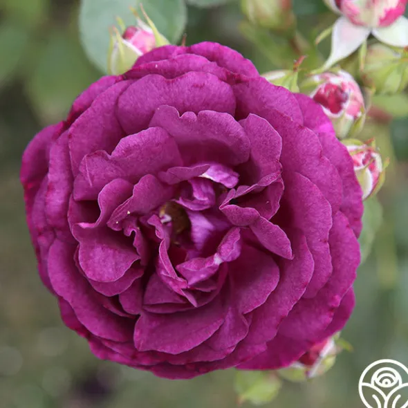 Heirloom Roses Romantic Bouquet Collection Best