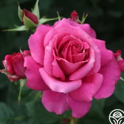 Heirloom Roses Romantic Bouquet Collection Best
