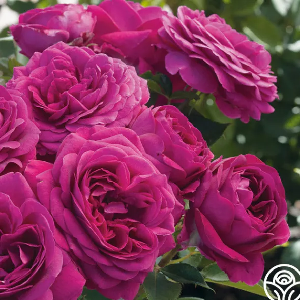 Heirloom Roses Romantic Bouquet Collection Best