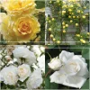 Heirloom Roses Romantic Climber Collection II Outlet