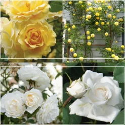 Heirloom Roses Romantic Climber Collection II Outlet